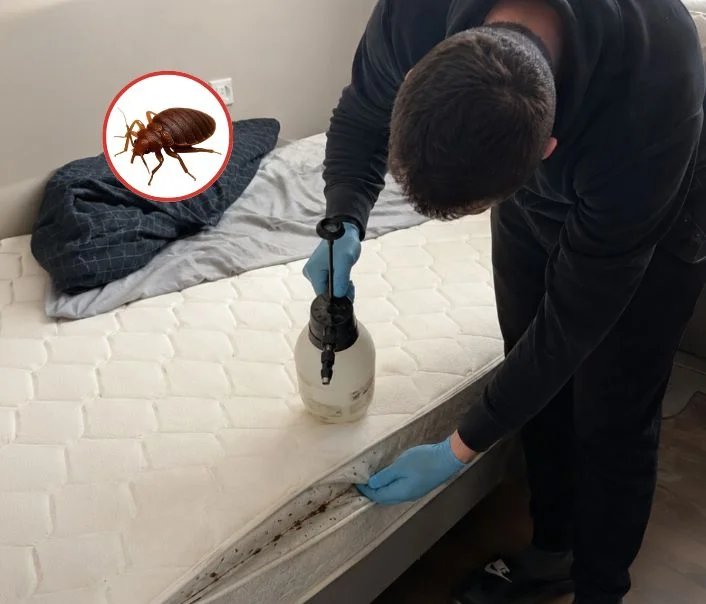 Technicien traitant un matelas contre les punaises de lit à Chevilly-Larue